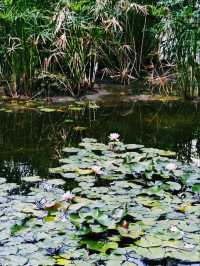 Morning Calm at Jardines de Monforte 🌸🌿