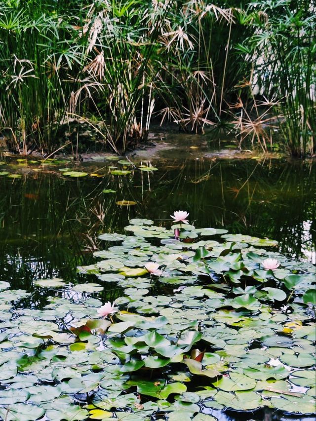 Morning Calm at Jardines de Monforte 🌸🌿