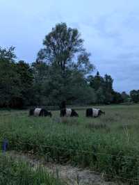 A serene evening at Cotsworld