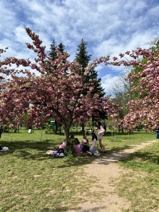 布加勒斯特粉紅仙境 | 日本庭園。