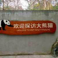 Chengdu Panda and city day 
