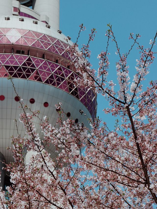 Shanghai in Bloom - Oriental Pearl Tower🌷🌸