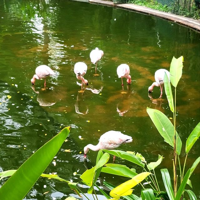 🏯🦢 Kowloon Park: A Hidden Oasis in the City 🌳🐒