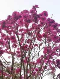 Hong Kong Flower Appreciation | Nanchang Park's Bicolor Windbell Trees Flowering Information