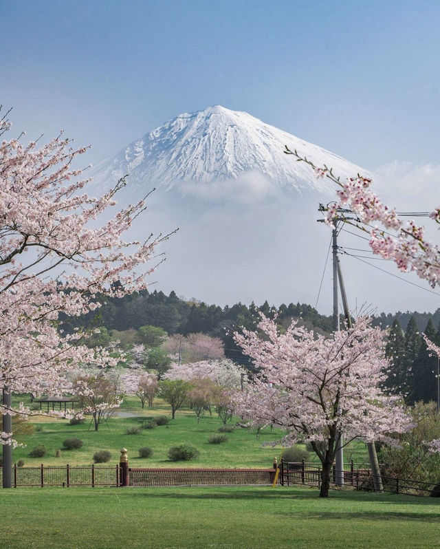 Mt. Fuji this year and last year.