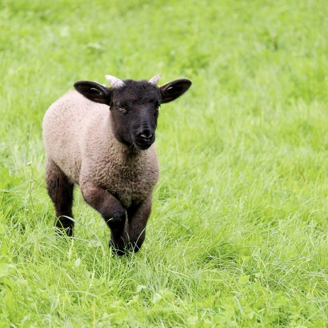 Mudchute Farm and Park - London