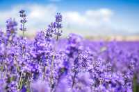Lavender Season at the Tambara Lavender Park