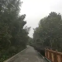 Panda Breeding Center in Dujiangyan! 🇨🇳