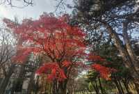 北海道大學校園—關不住的滿園秋色