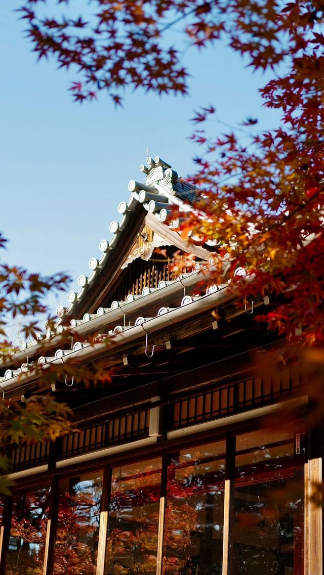 不輸琉璃光院，天授庵的紅葉也很驚艷!分分鐘出大片!