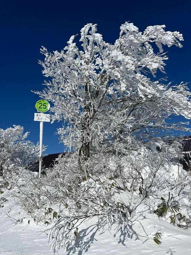 秘境藏王山：探尋複雜路線中的絕美之旅！
