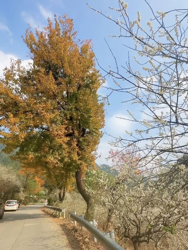 廣州賞梅天花板楓樹下萬畝香雪梅花盛開