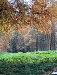 絕美濕地公園自然主義的天堂