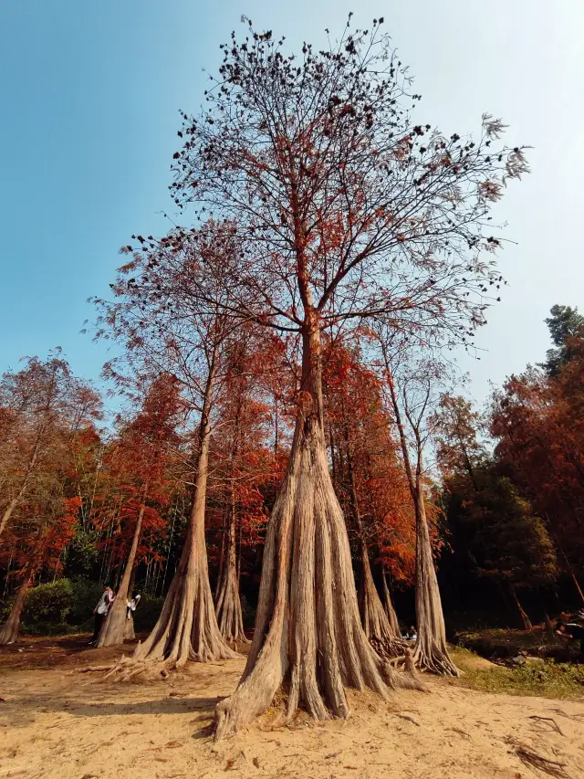 Huangpo Cave Reservoir | Seeing the red of ten thousand Taxodium distichum, the forest is dyed