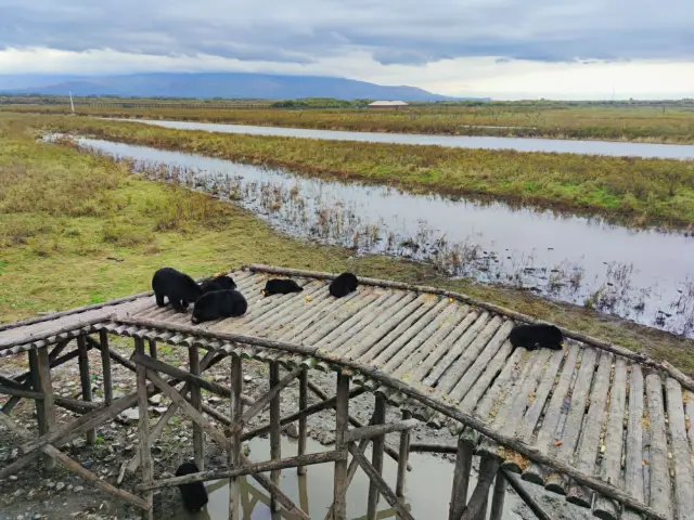 Heilongjiang | The easternmost part of China, an island shared by two countries