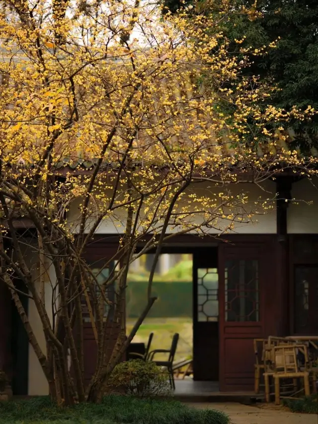 The wintersweet in Huanhua Creek Park in Chengdu has bloomed