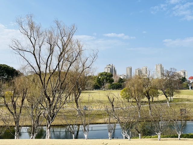 感受春天 - 閔行體育公園的早春梅花