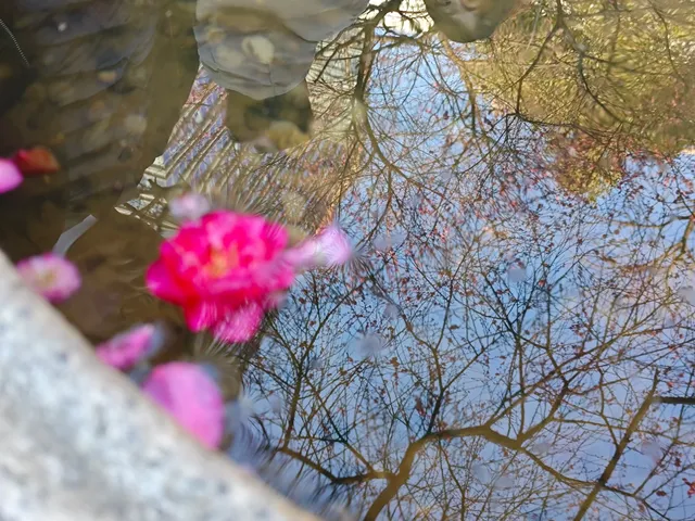 湖州鐵佛寺 | 江南最有靈性的梅花盛開