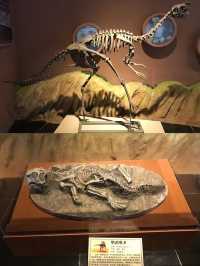 河源｜探訪全球最大的恐龍蛋化石聚集地