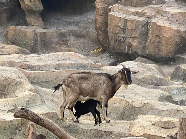 在武漢·武漢動物園新手入園攻
