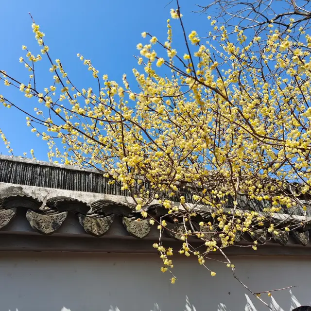 Enjoying the Plum Blossoms and the Spring Outing at Wuxi Plum Garden