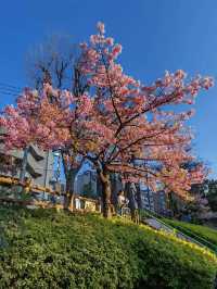 【戀戀櫻花季】清河公園：很小眾的小公園，也有櫻花也有鳥