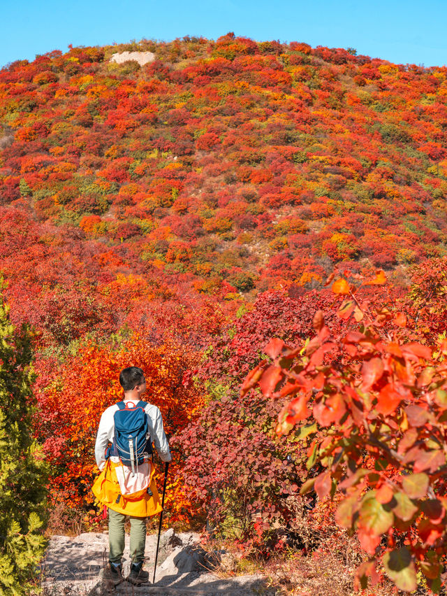 後悔沒早去徒步北京秋天五彩斑斕的紅葉山