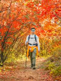後悔沒早去徒步北京秋天五彩斑斕的紅葉山