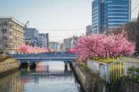 日本東京早櫻最佳賞花地