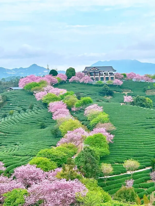 A must-go for self-driving tours! Explore Yongfu Cherry Blossom Garden, Fujian's pink secret garden!
