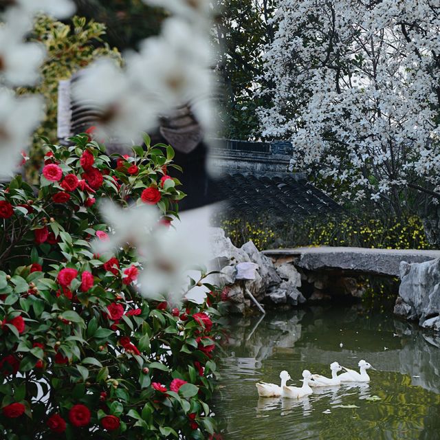 南京|這幾天的瞻園,滿園春色根本關不住 南京|這幾天的瞻園,滿園春色根本關不住