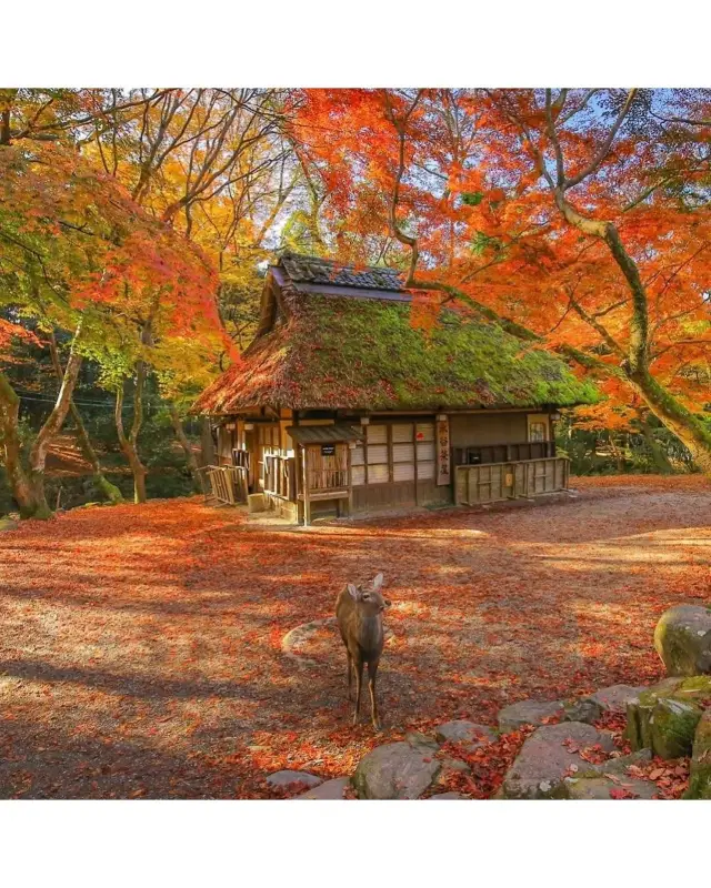 奈良，若草山