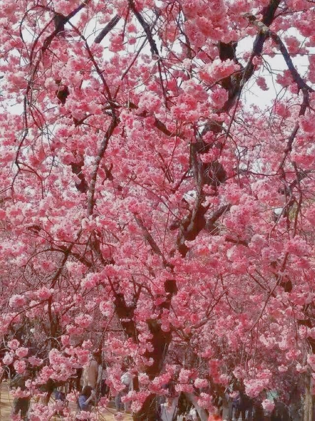 3月圓通山賞花你值得