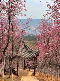 雲南宜良櫻花谷，千萬別走錯地方啦