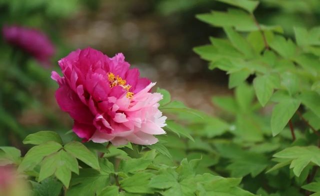 王城公園，古風賞花秘境！Hey朋友們！