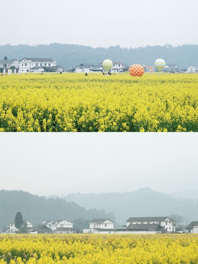 洪雅｜古鎮油菜花海美如油畫