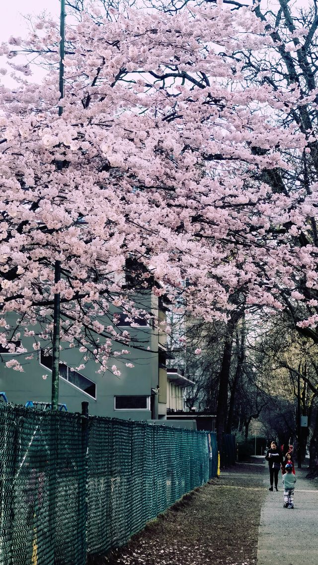 春日的櫻城溫哥華，來一場說走就走的citywalk