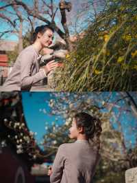如何在萬壽寺拍攝玉蘭花時人少花多？