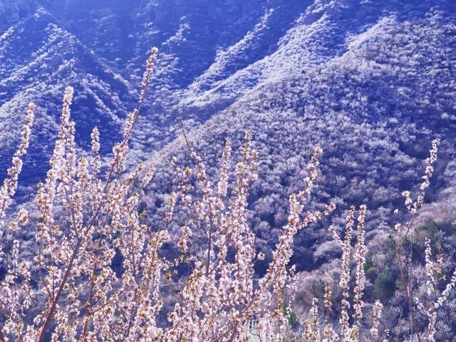 近郊賞花的天花板，漫山遍野山桃花