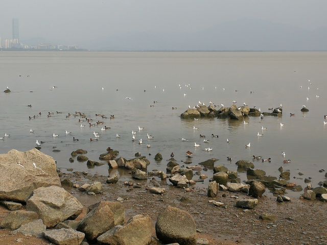 探索自然與繁華：深圳紅樹林與歡樂海岸雙重體驗之旅