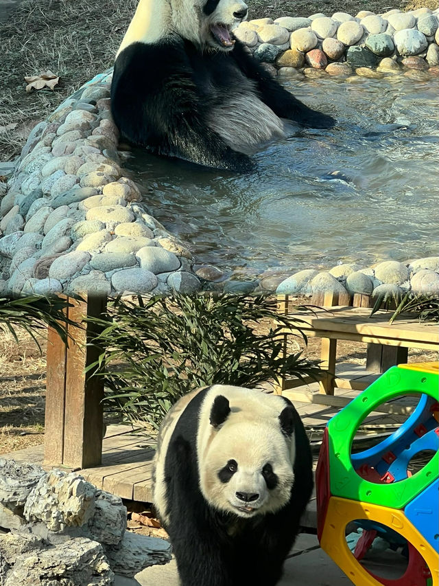 臨沂動植物園：親子時光，與長頸鹿的親密接觸