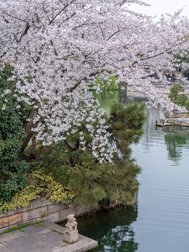 春日限定杭州櫻花打卡！