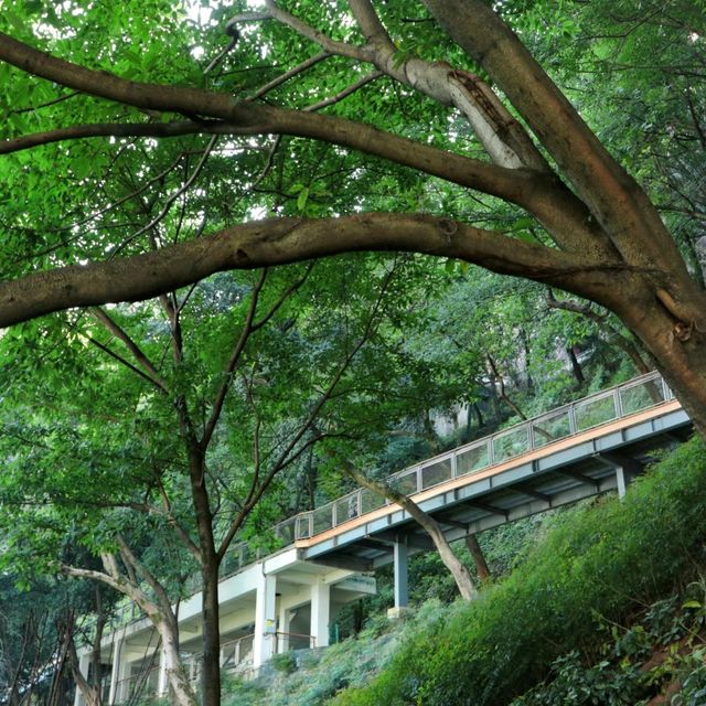 地鐵直達！值得N刷的重慶森林懸崖徒步道