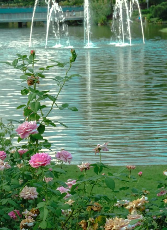 不在國外！在深圳香蜜湖公園也太浪漫了吧