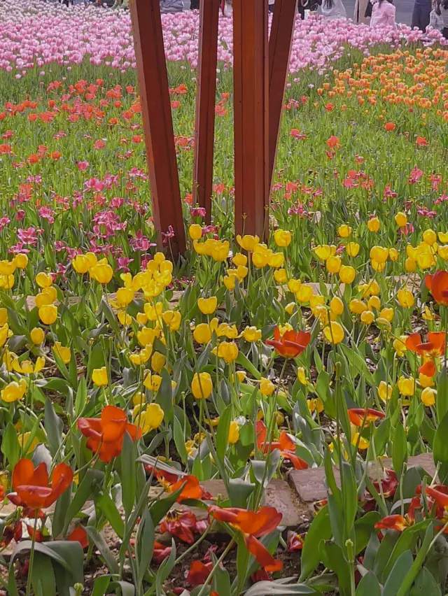 Jing'an Sculpture Park is in full bloom with tulips