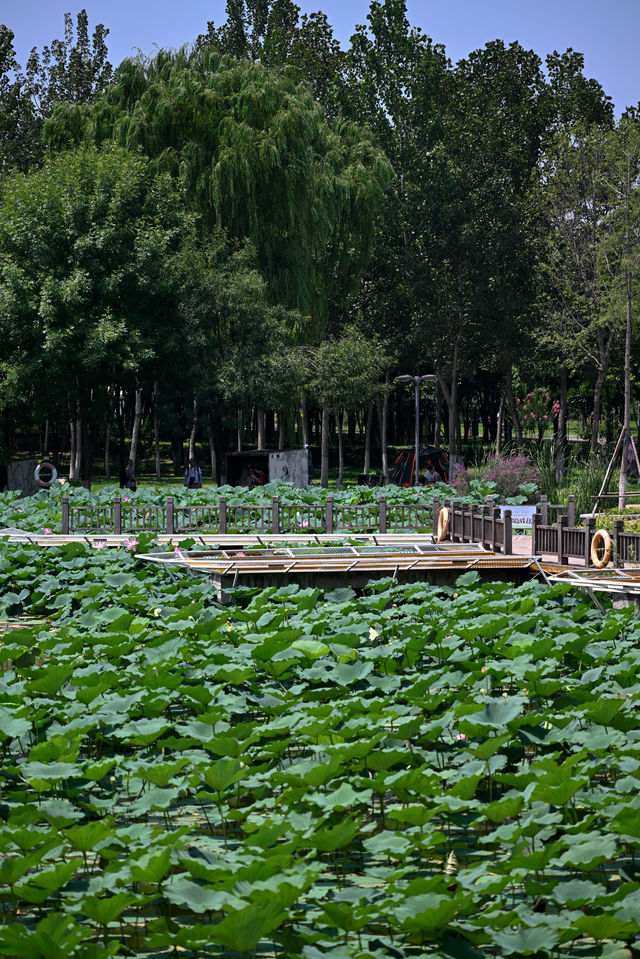 西安最大的公園竟然免費拍照、溜娃真的絕了