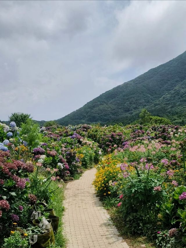 台灣徒步好去處陽明山擎天崗