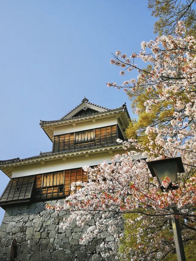 九州熊本・桜の季節がやってきて、くまモンの故郷に行こう