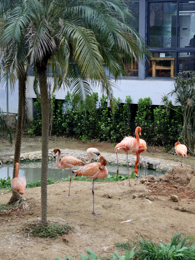 春日逛動物園真的太太太治癒啦！