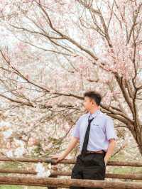 比起神鹿公園，我更愛奈良櫻花盛放的河堤